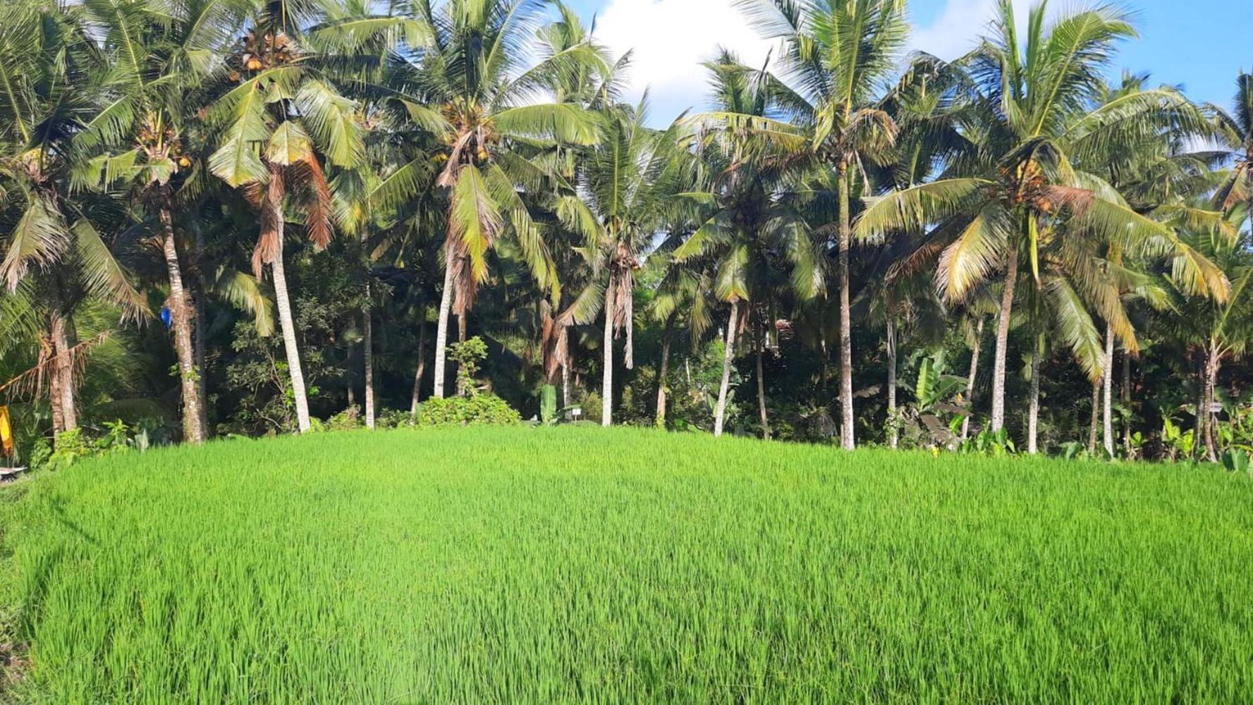 As I Am Ubud Retreat Exterior foto